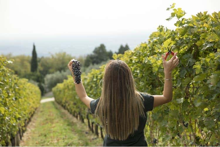 (Amarone Fieramonte Allegrini 
Il ritorno di una grande Riserva)