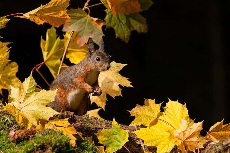 (Asiago Foliage 
Appuntamento imperdibile)