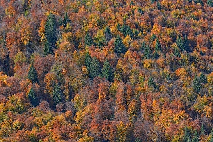 (Asiago Foliage 
Appuntamento imperdibile)