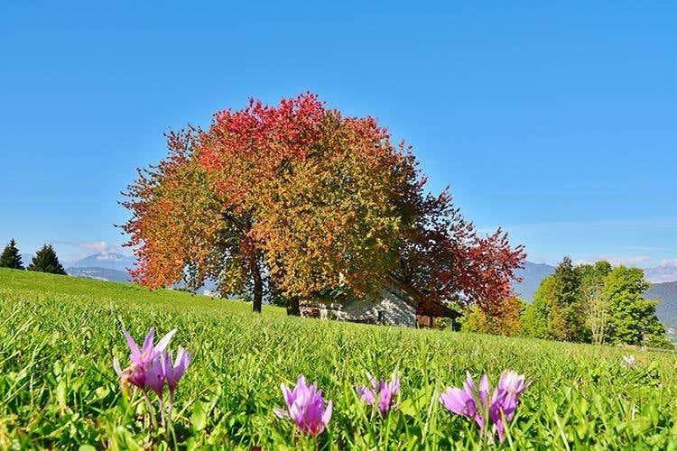 (Asiago Foliage 
Appuntamento imperdibile)