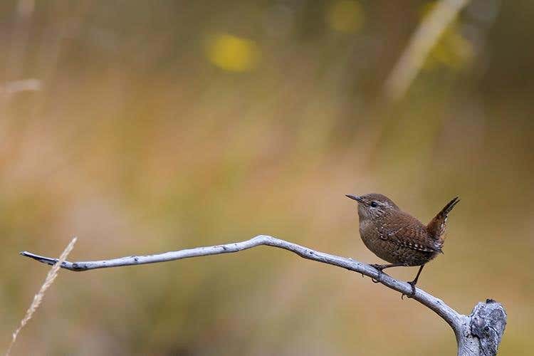 (Asiago Foliage 
Appuntamento imperdibile)