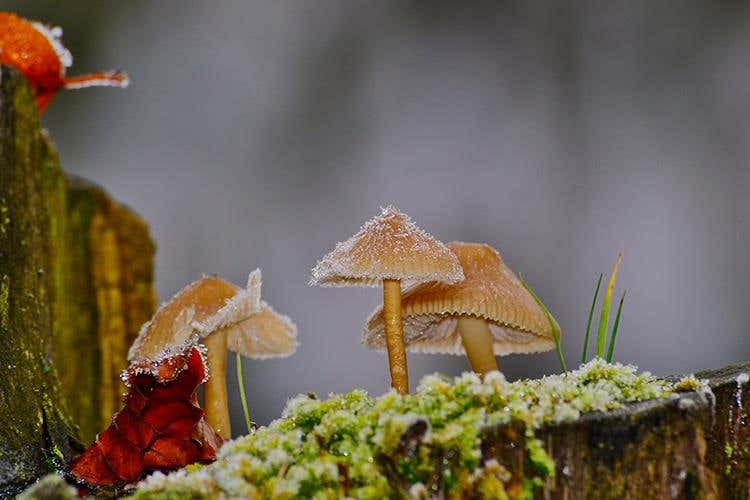 (Asiago Foliage 
Appuntamento imperdibile)