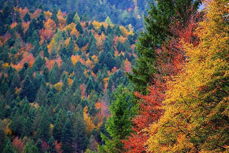 (Asiago Foliage 
Appuntamento imperdibile)