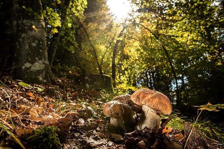 (Asiago Foliage 
Appuntamento imperdibile)