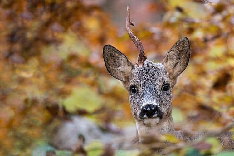 (Asiago Foliage 
Appuntamento imperdibile)