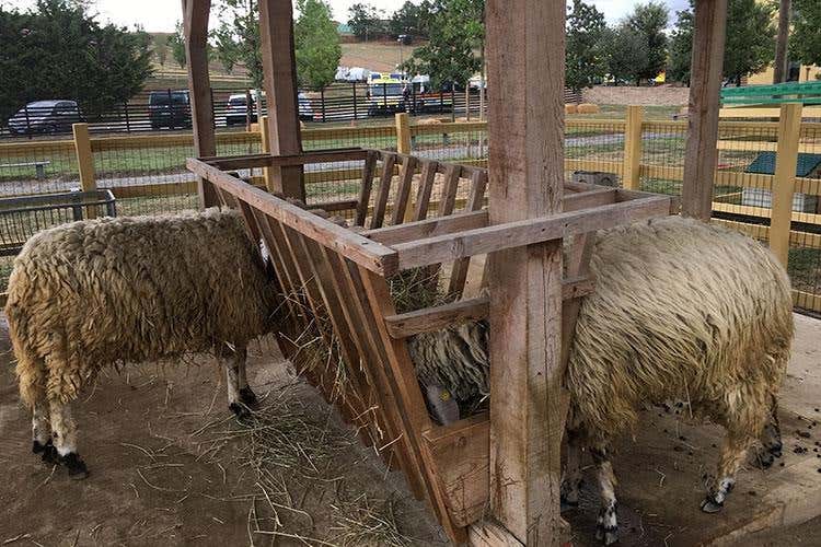 Biodiversità, razze e colture antiche 
Oltre 30mila presenze al Rural Festival