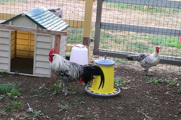 Biodiversità, razze e colture antiche 
Oltre 30mila presenze al Rural Festival