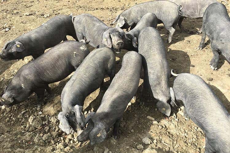 Biodiversità, razze e colture antiche 
Oltre 30mila presenze al Rural Festival