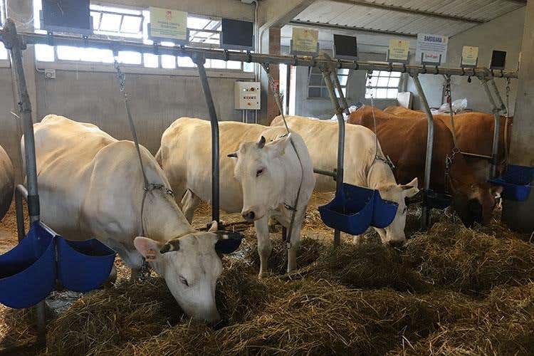 Biodiversità, razze e colture antiche 
Oltre 30mila presenze al Rural Festival