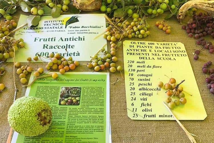 Biodiversità, razze e colture antiche 
Oltre 30mila presenze al Rural Festival