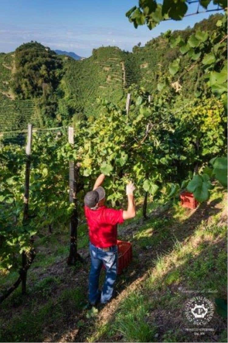 photo credits: Consorzio di Tutela del Vino Conegliano Valdobbiadene, foto di Corrado Piccoli