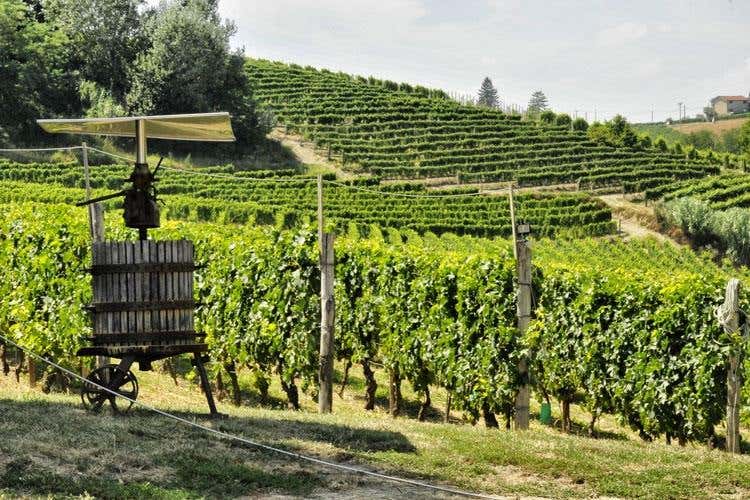 (Ca' D' Gal, Moscato d'Asti da tutto pasto 
dalla grande capacità di invecchiamento)