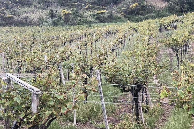 (Cantina Frentana 
Quando l'unione fa la forza)