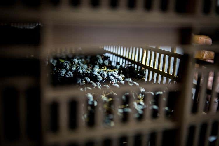 Cantina Il Cipresso di Scanzo si amplia Dal 2018 tutti i vini saranno biologici