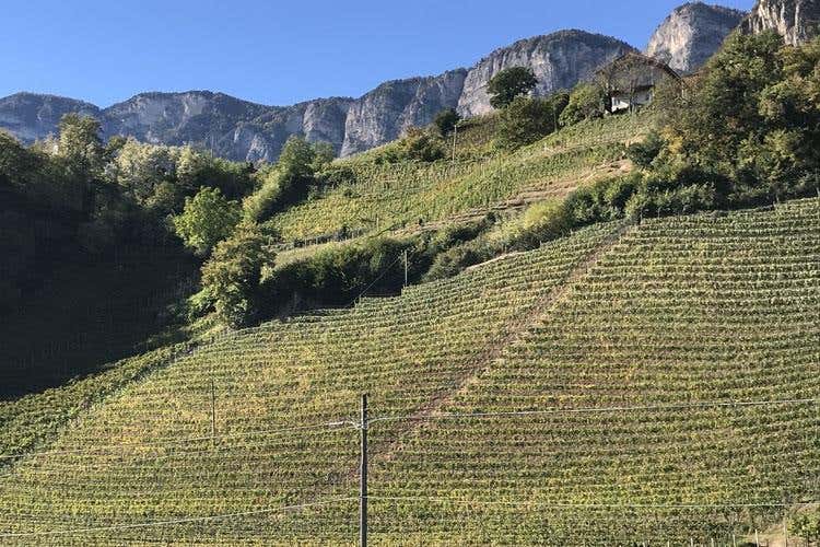 (Cantina Kurtatsch 
Ad ogni zona il vino giusto)