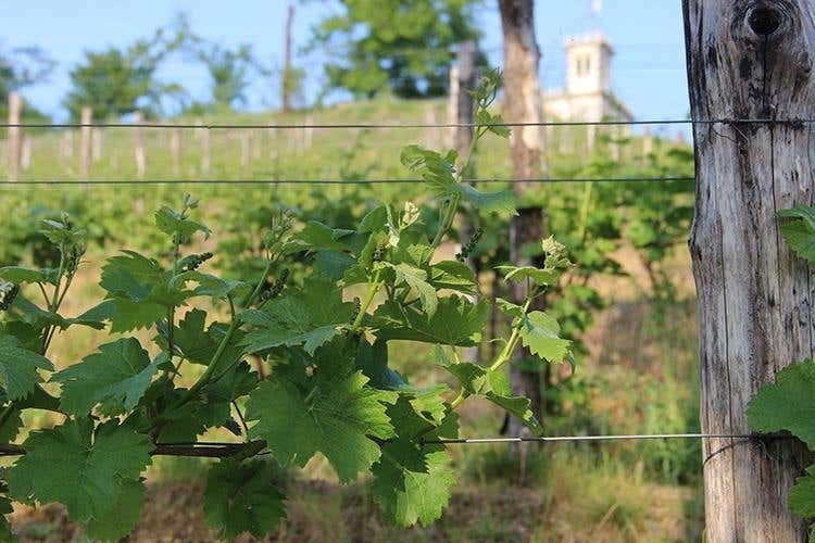 Cantine Gori, esperienza di sensi tra cuore, eccellenza e tradizione