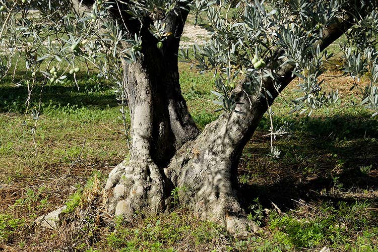 (Castelas, l'olio evo di Saint-Remy 
nasce dal ritorno alle proprie radici
VIDEO)