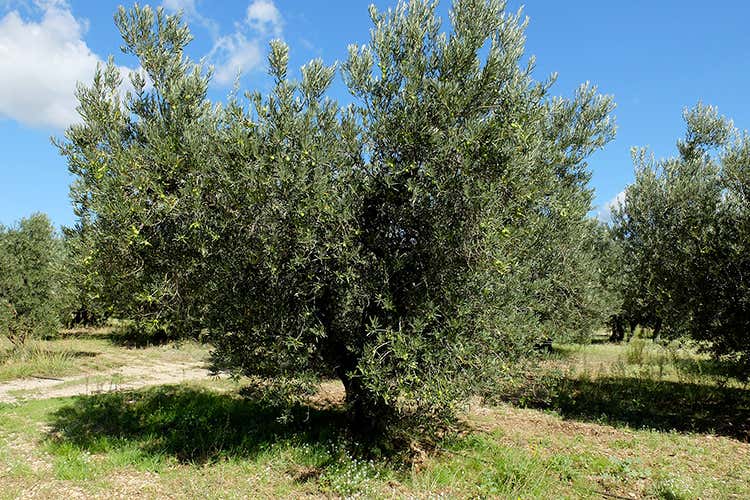 (Castelas, l'olio evo di Saint-Remy 
nasce dal ritorno alle proprie radici
VIDEO)