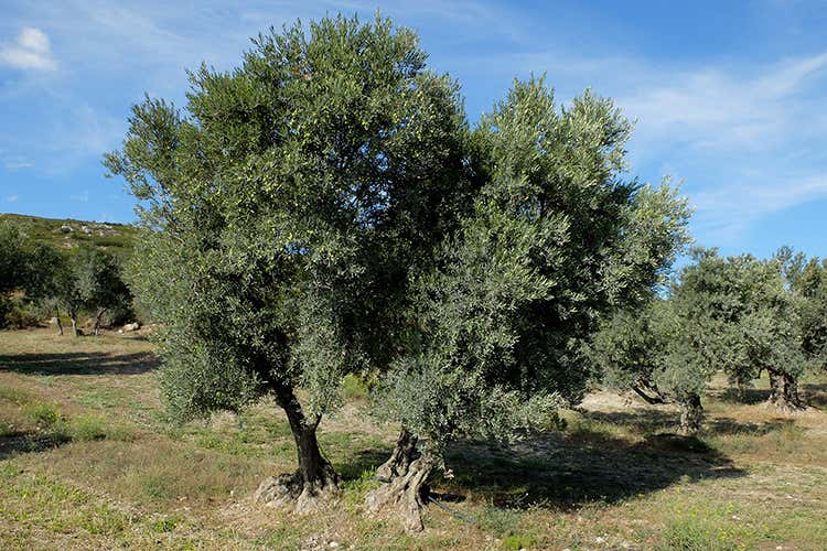 (Castelas, l'olio evo di Saint-Remy 
nasce dal ritorno alle proprie radici
VIDEO)