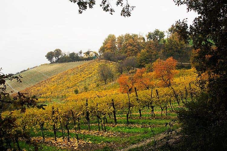 (Colli Bolognesi e Pignoletto 
Si fa squadra per crescere e migliorarsi)