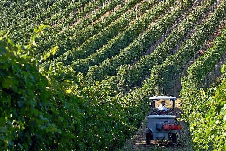 (Colli Bolognesi e Pignoletto 
Si fa squadra per crescere e migliorarsi)