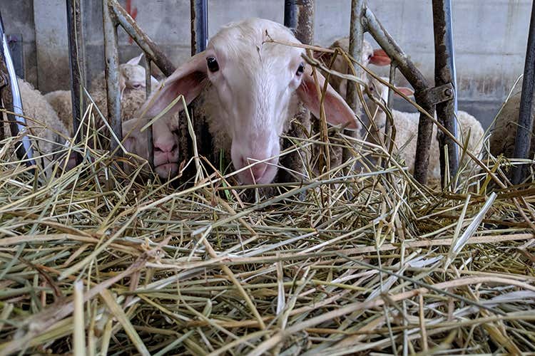 In visita al Caseificio Marenchino (Collisioni, retroscena “food” )