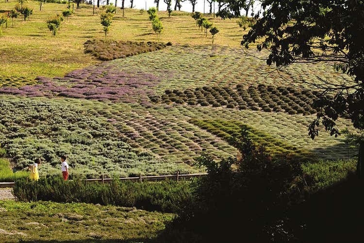Il parco botanico di Distillerie Berta (Collisioni, retroscena “food” )
