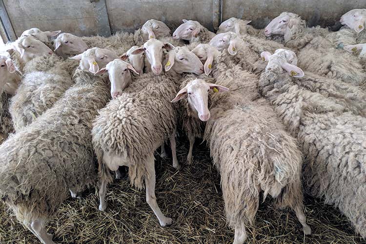 In visita al Caseificio Marenchino (Collisioni, retroscena “food” )