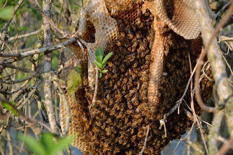 (Cucina genuina e creativa 
all'Agriturismo La Boschina)