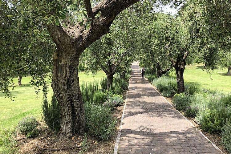 (Cucina toscana... alla brace 
Il tocco di Ortolani a L'Andana)