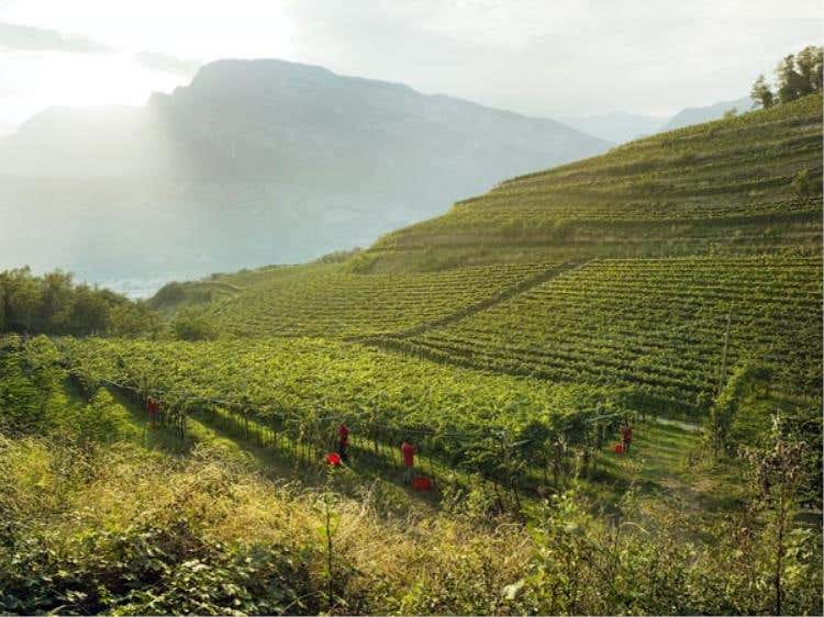 Vigneti