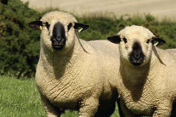 foto: Ini - Invest Northern Ireland