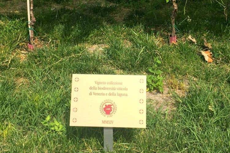 (Dai vigneti del Convento S.Maria 
rinasce il vino dei Carmelitani Scalzi)