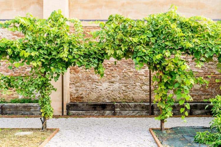 (Dai vigneti del Convento S.Maria 
rinasce il vino dei Carmelitani Scalzi)