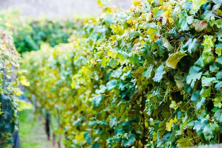 (Dai vigneti del Convento S.Maria 
rinasce il vino dei Carmelitani Scalzi)