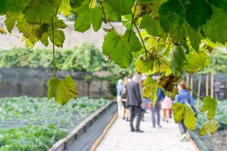 (Dai vigneti del Convento S.Maria 
rinasce il vino dei Carmelitani Scalzi)