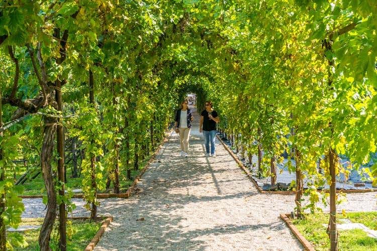 (Dai vigneti del Convento S.Maria 
rinasce il vino dei Carmelitani Scalzi)