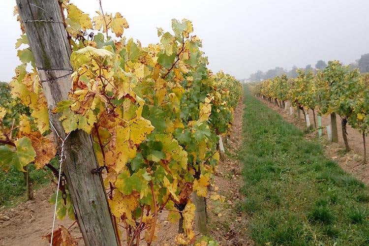 (Dai vini franciacortini ai limoni del Garda 
Alla scoperta dei sapori lombardi)