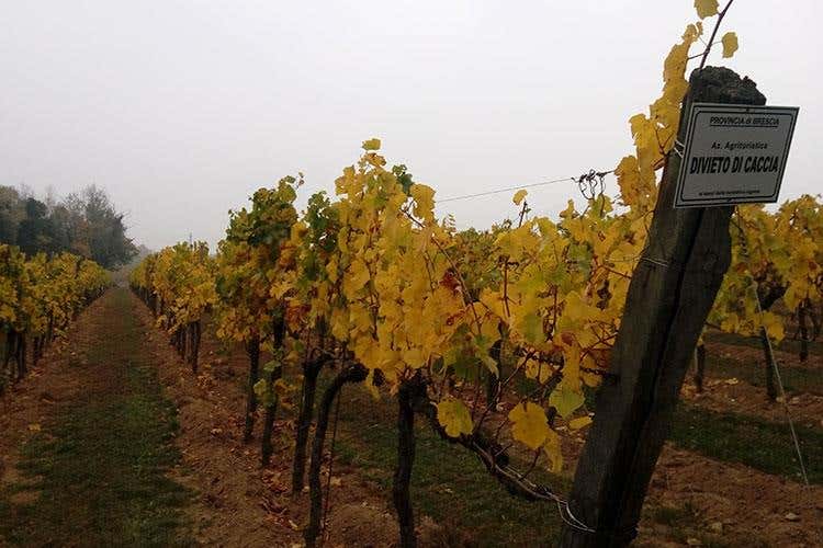 (Dai vini franciacortini ai limoni del Garda 
Alla scoperta dei sapori lombardi)