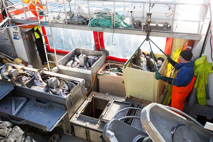 (Dal mare della Norvegia 
l’eccellenza dello stoccafisso)