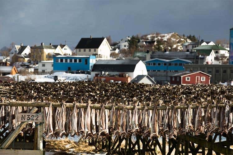 (Dal mare della Norvegia 
l’eccellenza dello stoccafisso)