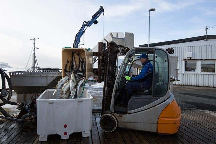 (Dal mare della Norvegia 
l’eccellenza dello stoccafisso)