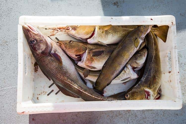 (Dal mare della Norvegia 
l’eccellenza dello stoccafisso)