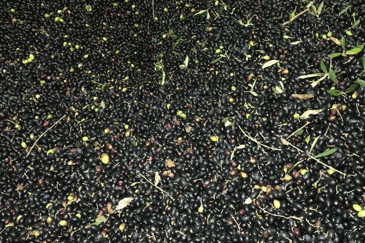 Dall'ulivo all'olio extravergine bio Raccolta e produzione in Valle d'Itria