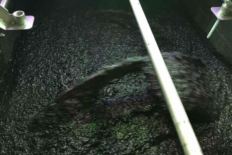 Dall'ulivo all'olio extravergine bio Raccolta e produzione in Valle d'Itria