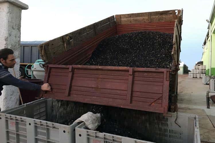 Dall'ulivo all'olio extravergine bio Raccolta e produzione in Valle d'Itria