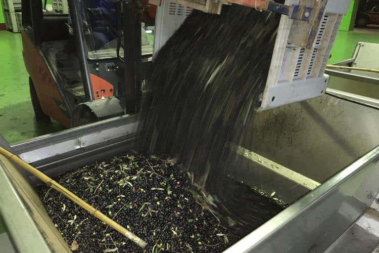Dall'ulivo all'olio extravergine bio Raccolta e produzione in Valle d'Itria