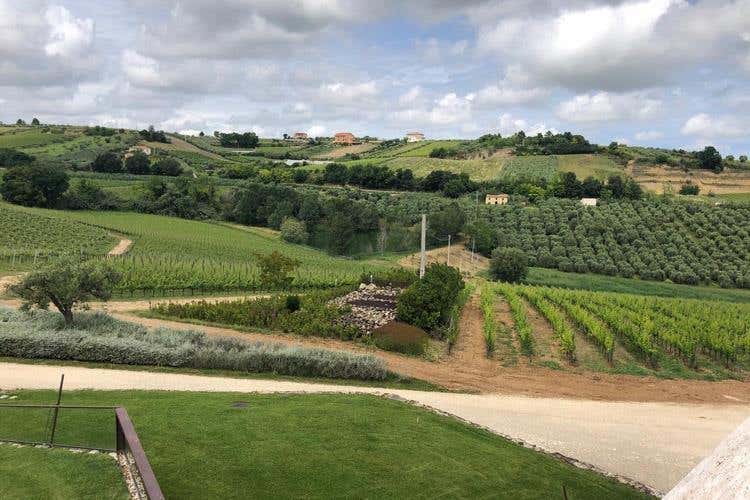 (Di Sipio, produttori di vino 
fra tradizione e innovazione
)