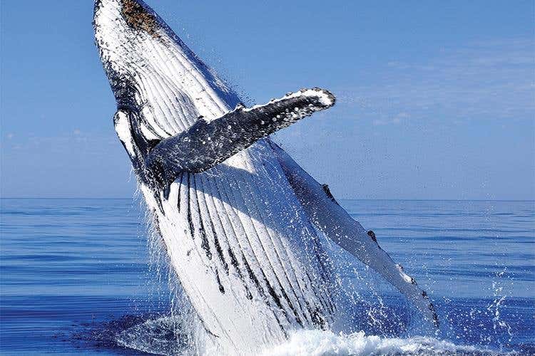 (Diamonds Mequfi Beach 
Relax e natura incontaminata)