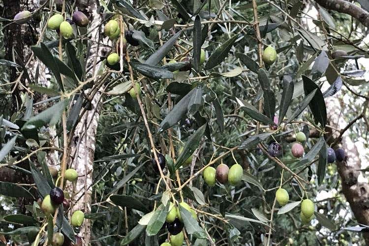 (Dievole, cuore argentino nel Chianti 
Olio, vino e legame con la terra)